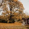Cosy fall - Herfst in Zweden van sonja koning