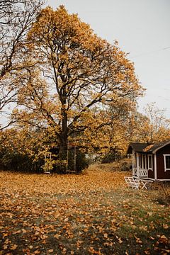 Herbst in Schweden von sonja koning
