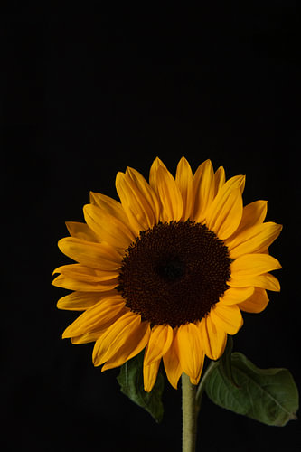 Solar Etude