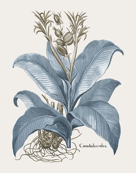 Basilius Besler reed indicates rubra by finemasterpiece