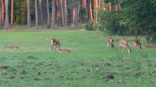 Herten, Zwijnen