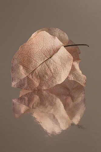 Warme bruin tinten: Gedroogde bloemblaadjes