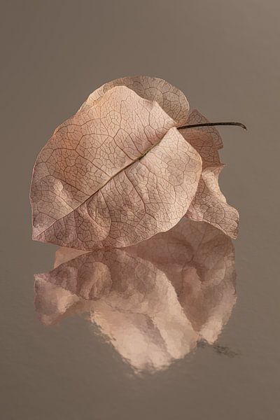 Tons bruns chauds : Pétales séchés par Marjolijn van den Berg
