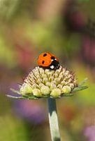 Lieveheersbeestje op een bloemknop met een kleurrijke achtergrond