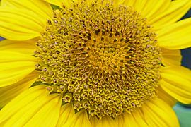 Tournesol sur Judith Cool