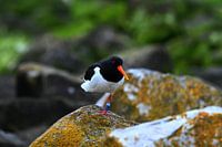 Oystercatcher on the stones