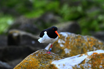 Oystercatcher on the stones