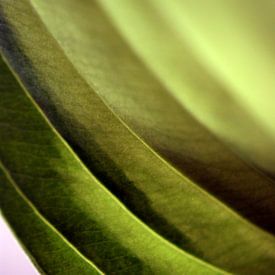 abstraktes Blatt von Brian Raggatt