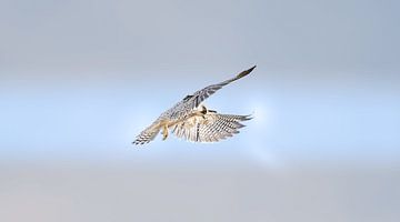 Rootpootvalk van JorDieFotografie
