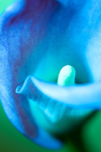 Een stilleven van een mooie Calla