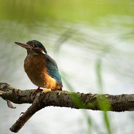 kingfisher by Jos van Zijl