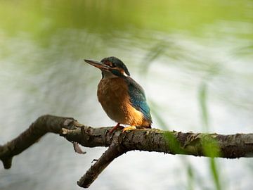 kingfisher by Jos van Zijl