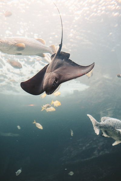 Sous la mer par Hello Pompoyo