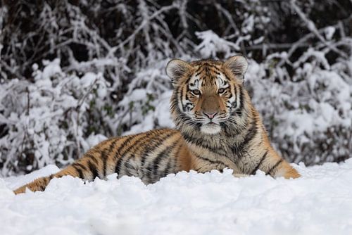 Tiger cub enjoys the snow