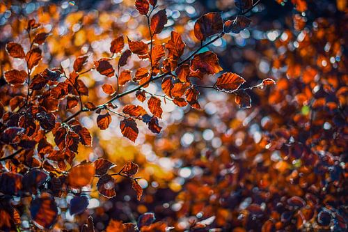 Herfstkleuren.02 (2x3)