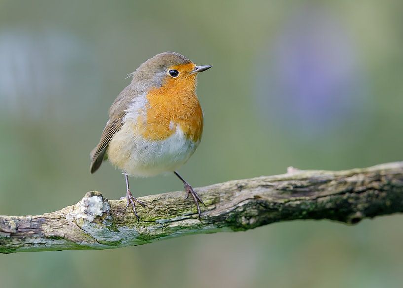 Robin von Karin Bijpost