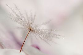 Dauwdruppels van Piet Haaksma