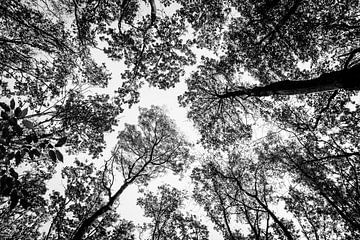 Boomtop silhouetten - Zwart-wit bos van Andreea Eva Herczegh