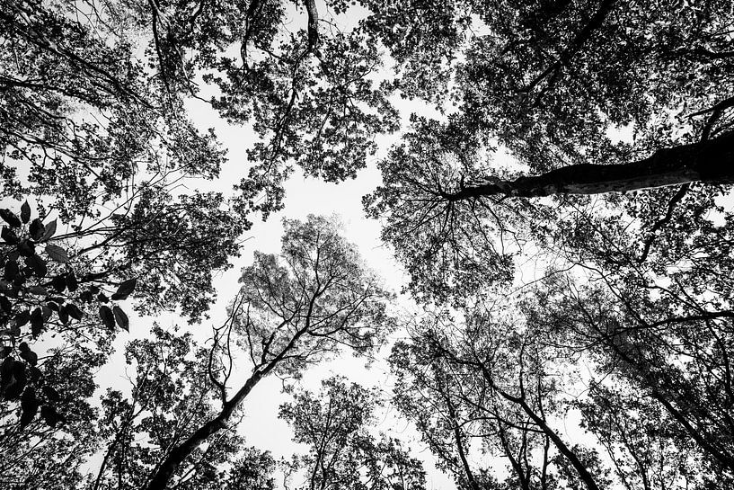 Silhouettes de cime d&#039;arbre - Forêt noire et blanche par Andreea Eva Herczegh