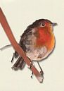 Roodborstje met schaduw vogel illustratie van Angela Peters thumbnail