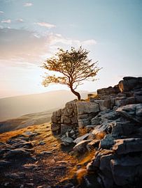 Tree in the sunrise