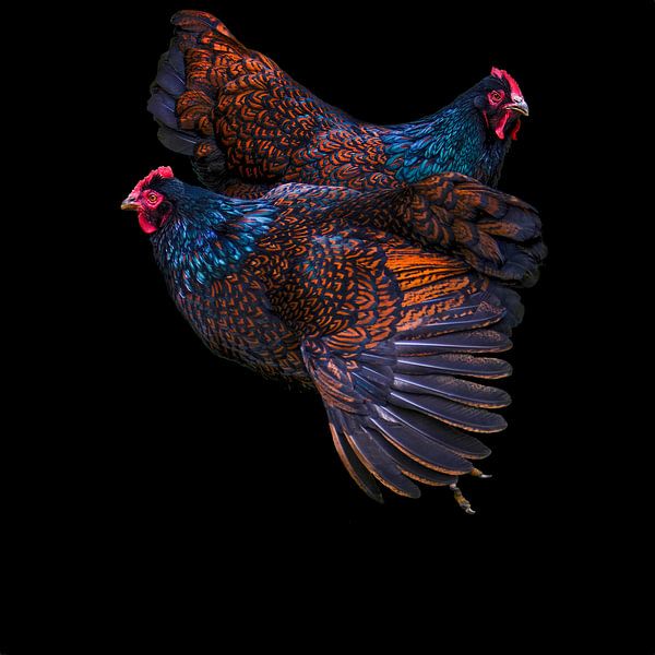Poulets Barnevelder à double dentelle, à fourrure brun noir, sur fond noir par Jolanda de Jong-Jansen