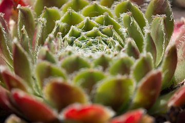 Vetplant van Sjoerd van der Meij