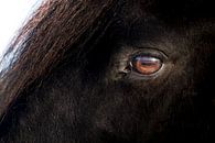 Oog van een zwart Fries paard van Henk Vrieselaar thumbnail