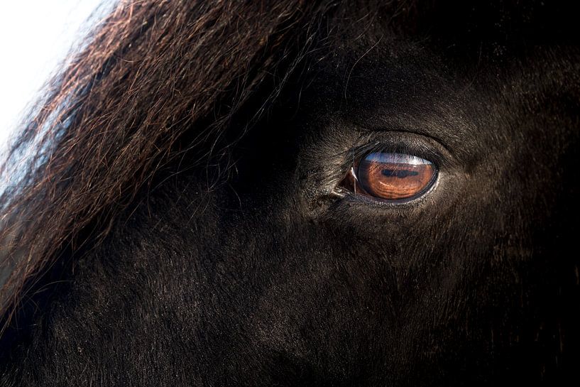 Oog van een zwart Fries paard van Henk Vrieselaar