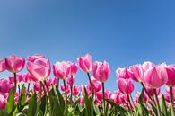 Roze tulpen in bloemenveld met blauwe lucht van Ben Schonewille thumbnail