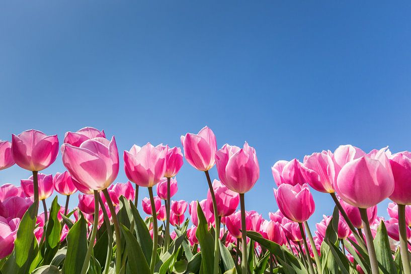 Roze tulpen in bloemenveld met blauwe lucht van Ben Schonewille