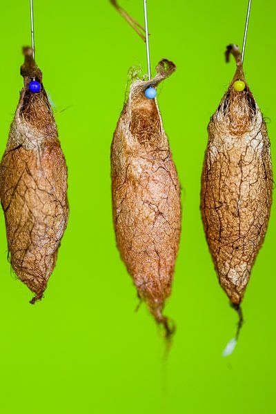 Butterfly doll by @Unique