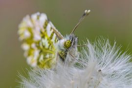 Ein Schmetterling ruht sich auf den weichen Flocken des Löwenzahns aus von Rob Oude Lashof