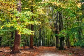 Trees in the forest during the autumn period by eric van der eijk