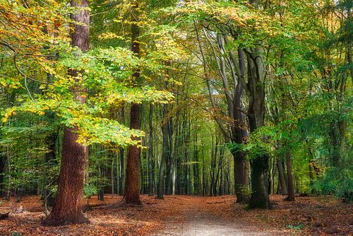 Les arbres dans la forêt en automne