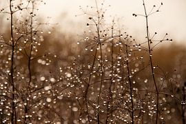 Plants with water droplets on a half foggy day in December by Jacoline van Dijk