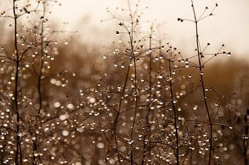 Pflanzen mit Wassertropfen an einem halbnebligen Tag im Dezember