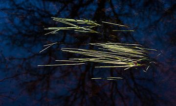 Wässrig von Danny Slijfer Natuurfotografie