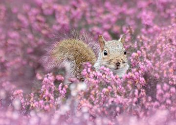 Squirrel in pink heather by Christa Thieme-Krus