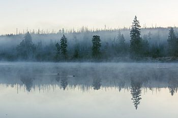 Morgenstimmung am Oderteich im Harz III
