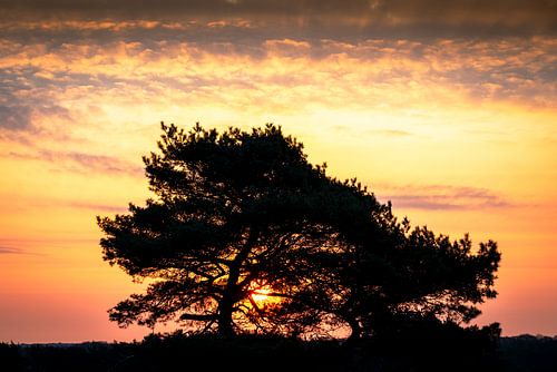 Sunrise with orange sky and tree in silhouette