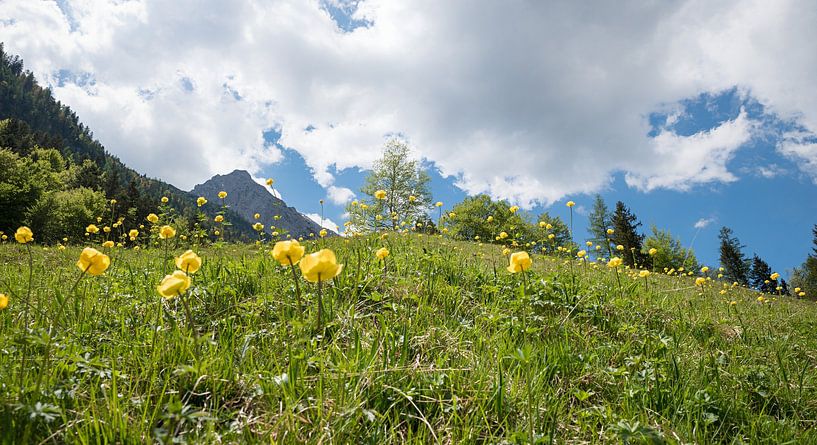 alpine meadow with globeflowers, landscape near Mittenwald, by SusaZoom
