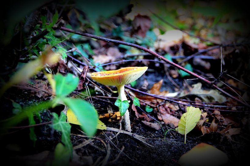 Reebok by Brigitte Kielenstijn