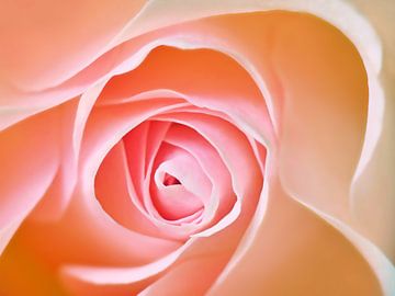 Soft Rose in Pink (Roze Roos) van Caroline Lichthart