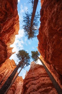 Les arbres de Bryce sur Martin Podt