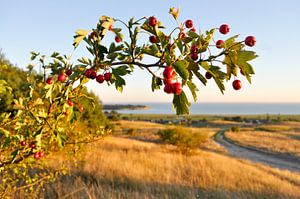 Hagebutte - Herbst am Großen Zicker