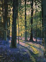 In the bluebell forest
