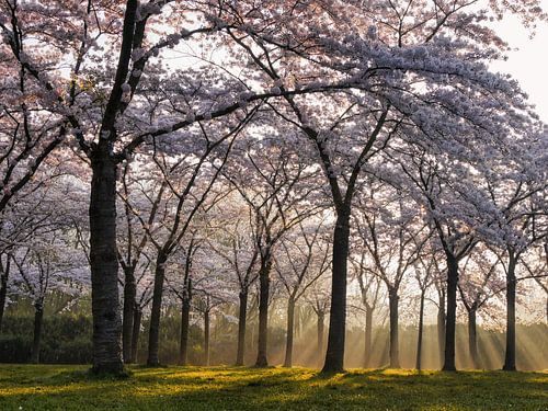 Il pleut des rayons de soleil sur Odette Kleeblatt