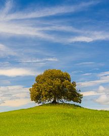 The Great Oak, Tuscany by Henk Meijer Photography