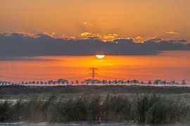Powerin the Dordtse Biesbosch